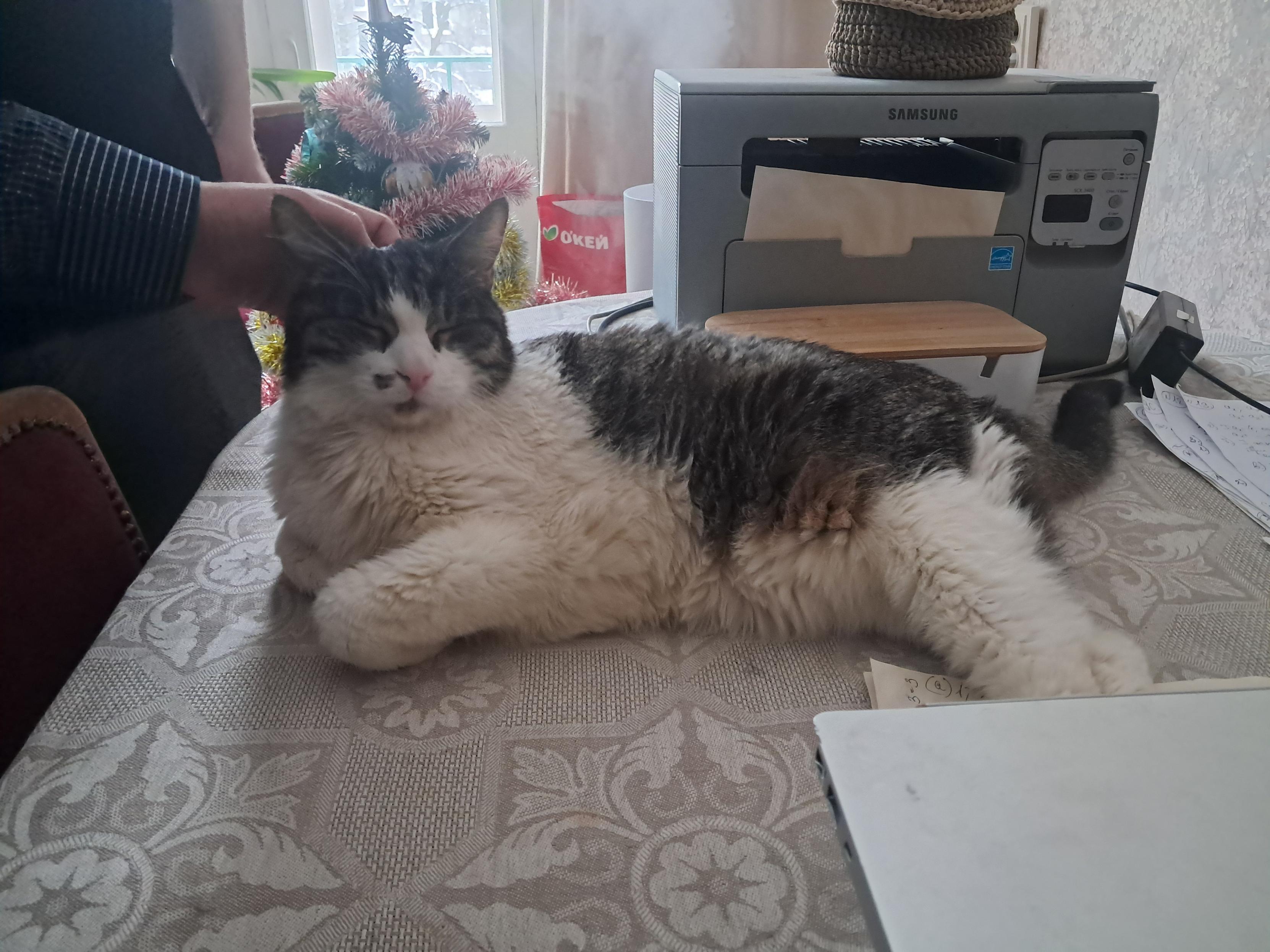 This cutie is Mark. He is 14 years old and absolutely gorgeous