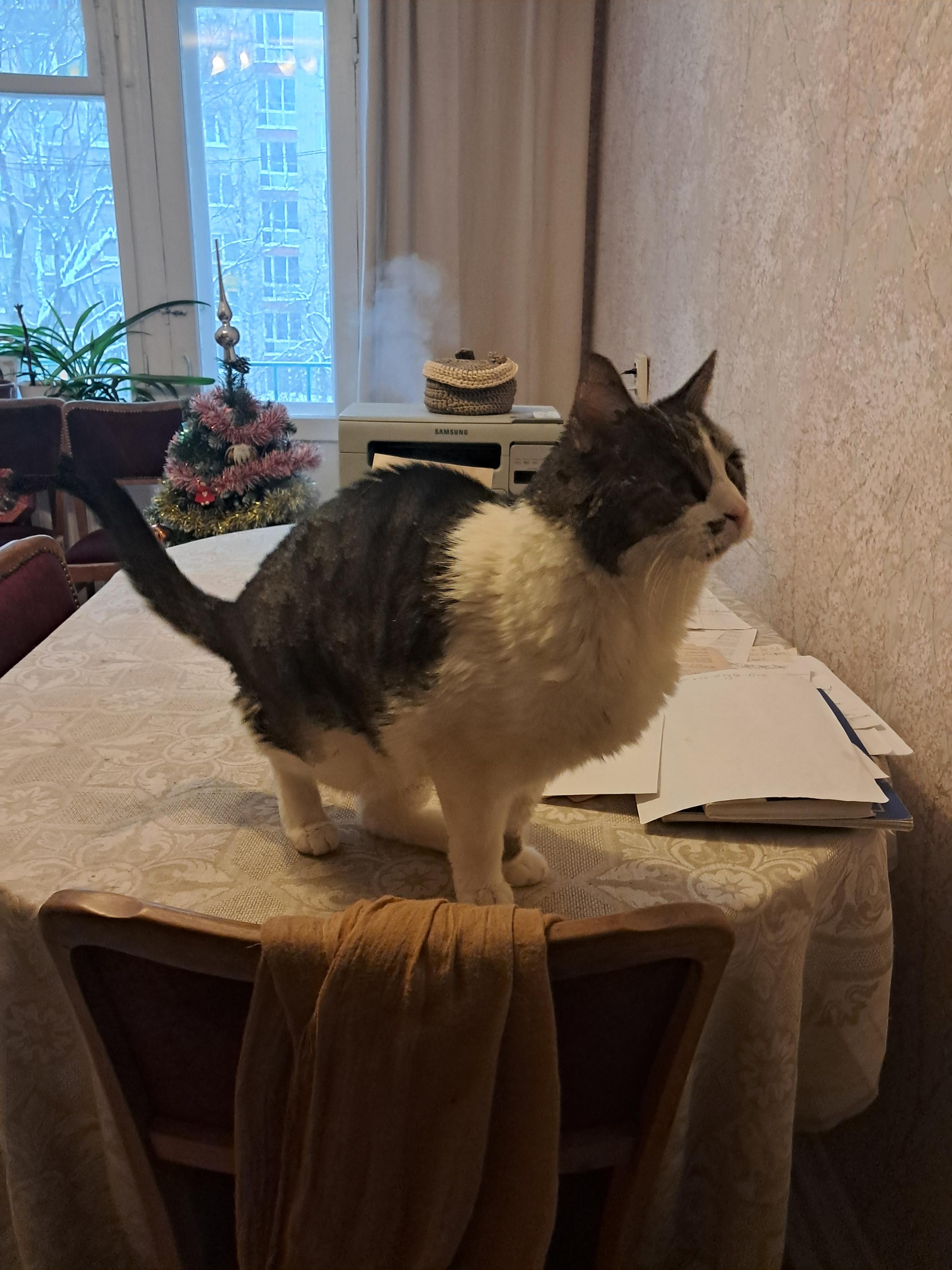 Usually he can get on the table while she's working, but today he was drinking tea with us) He even drank a little bit of water from the cup. Really unique event, has never been seen before